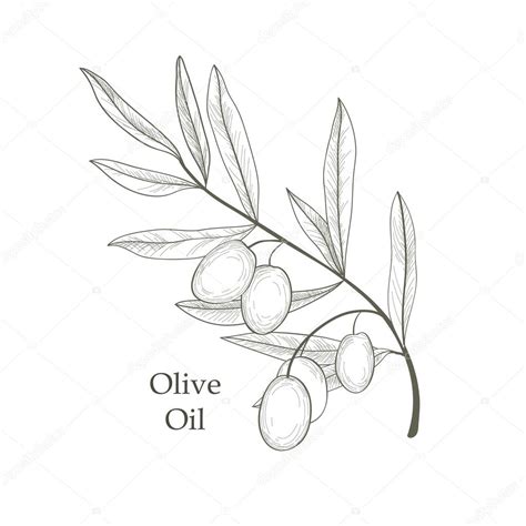 Olive Branch Drawing at GetDrawings | Free download