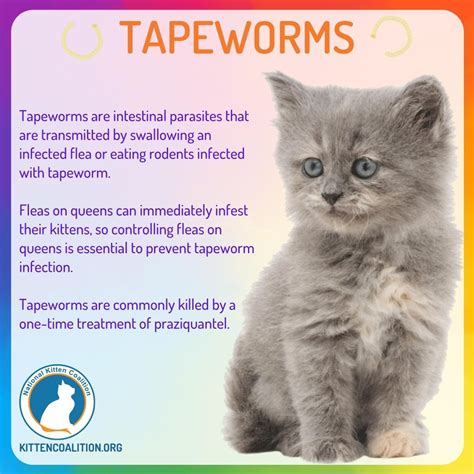 Tapeworm Symptoms In Cats