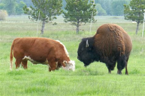 Bison vs. Cow - Around the World with Marty Essen