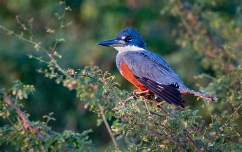 Ringed Kingfisher - Owen Deutsch Photography