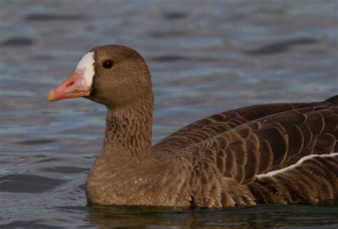 Bill Hubick Photography - Greater White-fronted Goose (Anser albifrons)