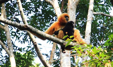 China's Hainan gibbon conservation success for biodiversity preservation: IUCN - Global Times