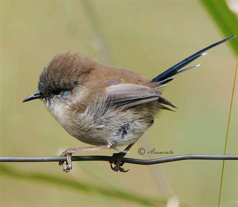 Small bird - Wren? | BIRDS in BACKYARDS