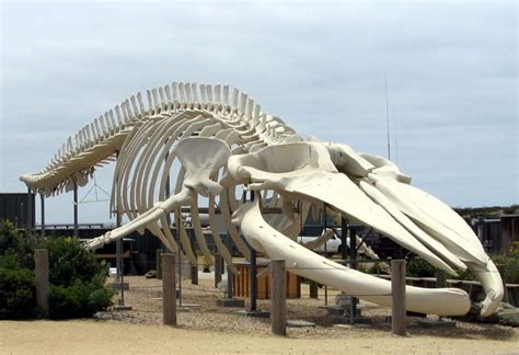 Blue whale skeleton | Règne animal, Animaux marins, Animaux