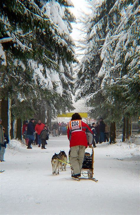 Dog sled 4 Free Photo Download | FreeImages