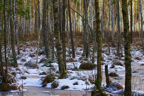 Winter Bison Safari and Wolf Tracking in the Białowieża Forest | Wild Poland