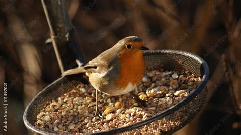 Robin Redbreast Stock Photo | Adobe Stock