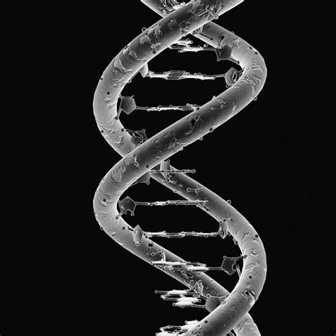 Dna Molecule Photograph by Mehau Kulyk