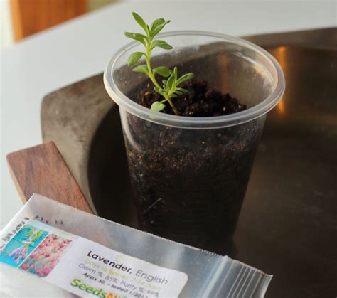 A beginner's guide to growing lavender seeds | Hello Homestead