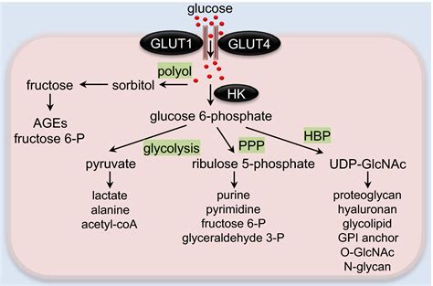 Glucose Metabolism in Cardiac Hypertrophy and Heart Failure | Journal of the American Heart ...