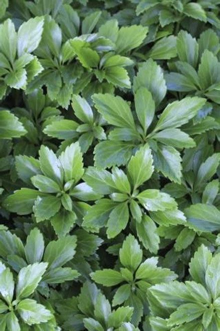 Pachysandra terminalis - Devil Mountain Wholesale Nursery