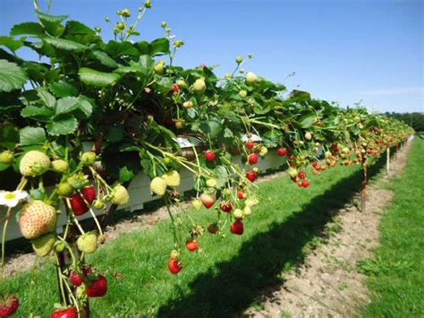 Where To Pick Your Own Fruit Near London: Summer 2019 | Londonist