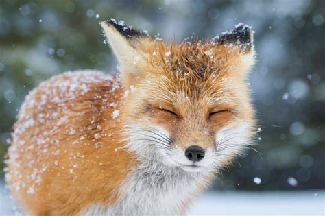 Serene Fox in Snowfall - Winter HD Wallpaper