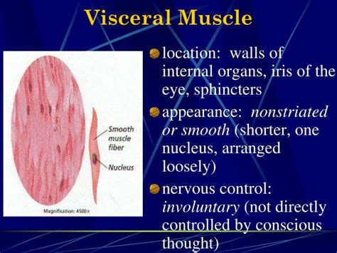 PPT - THE MUSCULAR SYSTEM PowerPoint Presentation - ID:3102019