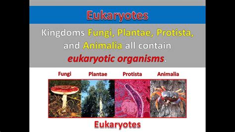 Prokaryotes Vs Eukaryotes Youtube