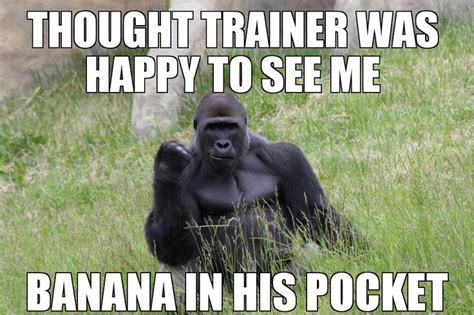 Success Gorilla - Imgur Funny Gorilla Memes, Funny Memes, Funny Cute ...