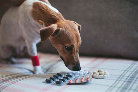 Danger In Your Medicine Cabinet: Toxic Medications And Your Pet - Oliver Animal Hospital