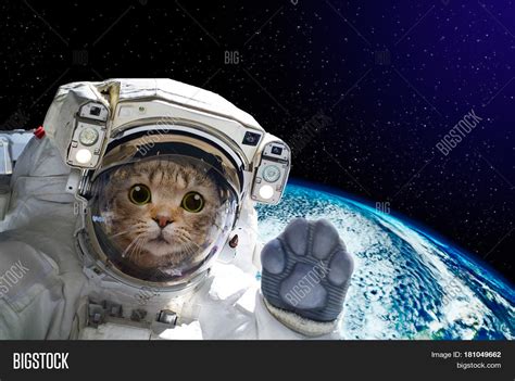 Cat Astronaut Space On Image & Photo (Free Trial) | Bigstock