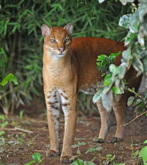 African Golden Cat (Caracal aurata) - ZooChat