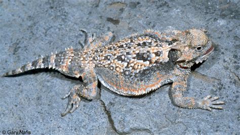 California Horned Lizards - Phrynosoma