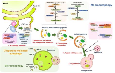 Schematic diagram of the autophagy pathway. There are three main types ...