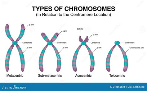 Types Of Chromosomes. Chromosomes With Glowing Effect On White Background Cartoon Vector ...