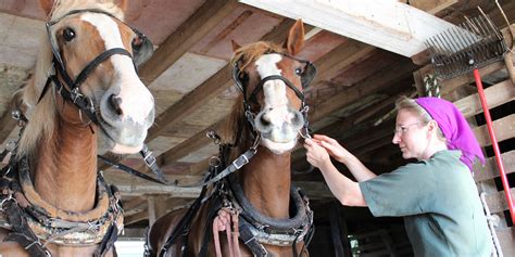 Why Amish Use Horses