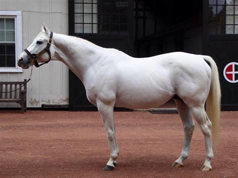 Tapit, photo taken 7/7/17 | Beautiful horses, Horses, Horse racing