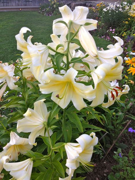 Huge lily blooms | Lily bloom, Bloom, Flowers