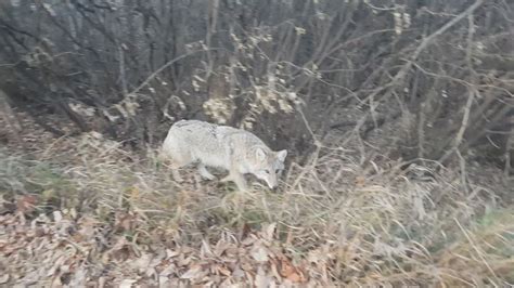 Alberta study shows urban coyotes unhealthy due to human food exposure ...