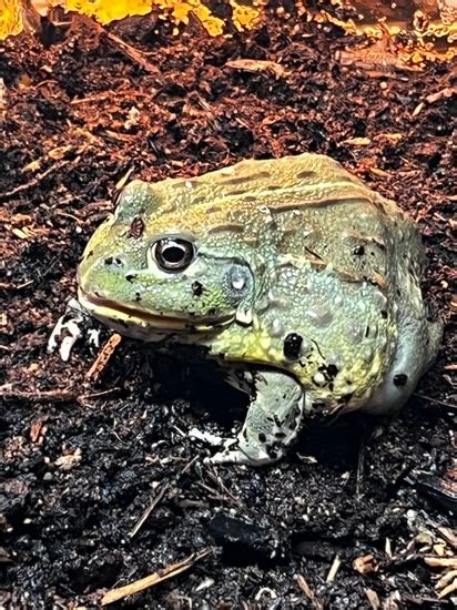 Pyxie Frog Bullfrog by FrogTown: exotic pet food & supplies