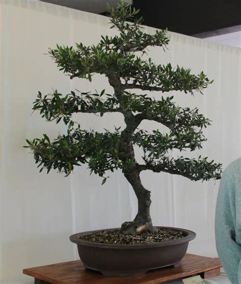 25 Most Popular Bonsai Trees : Bonsai Tree Care | Gardenoid