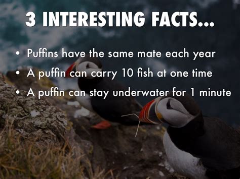 Puffin Facts For Kids