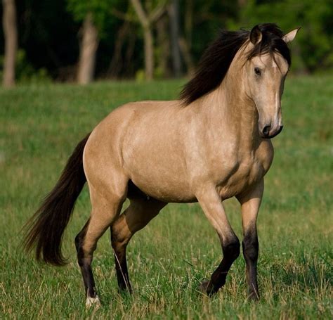 Pin by Tracy: Heughligan on Horses: Buckskin | Pinterest