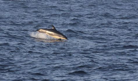 Jumping Atlantic White-sided Dolphin Stock Photo - Image of dolphins ...