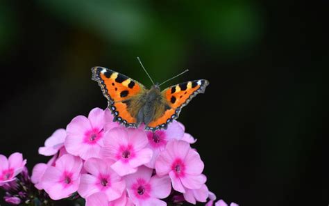 Summer Phlox for Atlanta Yards - Atlanta Turf & Tree