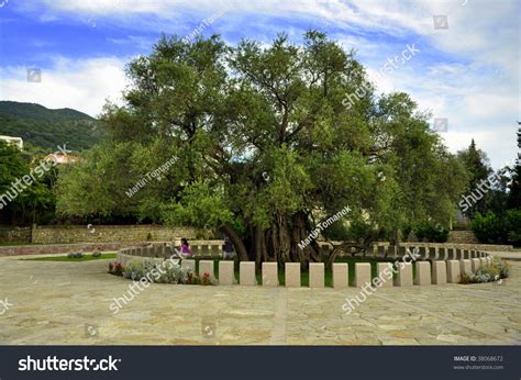 The Oldest Tree In Europe - Old Olive Tree, Bar Montenegro Stock Photo ...