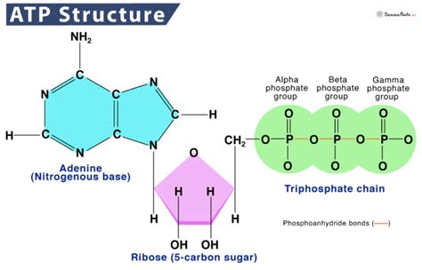 Adenosine Triphosphate (ATP) – Definition, Structure, & Diagram