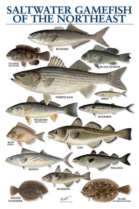 Types Of Saltwater Game Fish