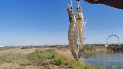 Aquaculture Innovation: Shrimp farming on saline-alkali land - CGTN