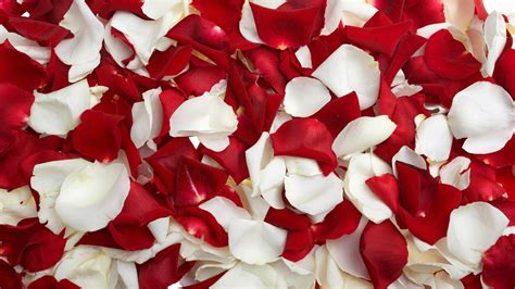 🥇 Red white rose petals wallpaper | (41472)