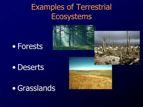 PPT - Ecosystem Model PowerPoint Presentation - ID:2578627