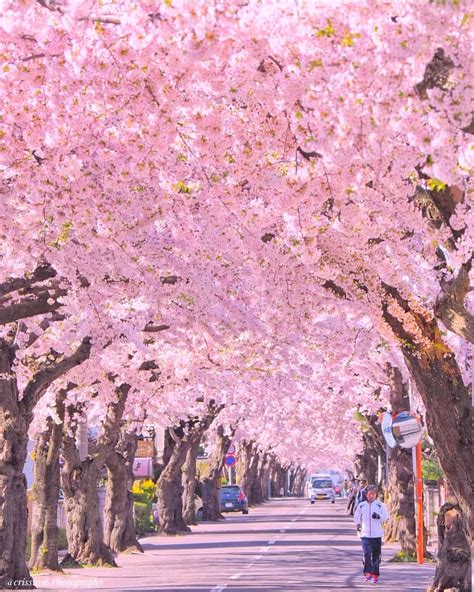 Cherry blossoms in Hokkaido - Japan 🌸🌸🌸 Picture by @criss1016 . # ...