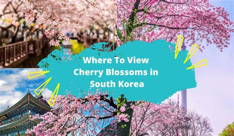 Korea cherry blossom Archives - KKday Blog