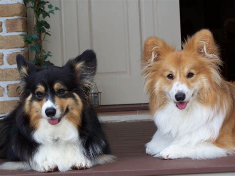 Our long-haired corgis, Diana and William!!! | Corgi, Corgi sploot, Cute animals