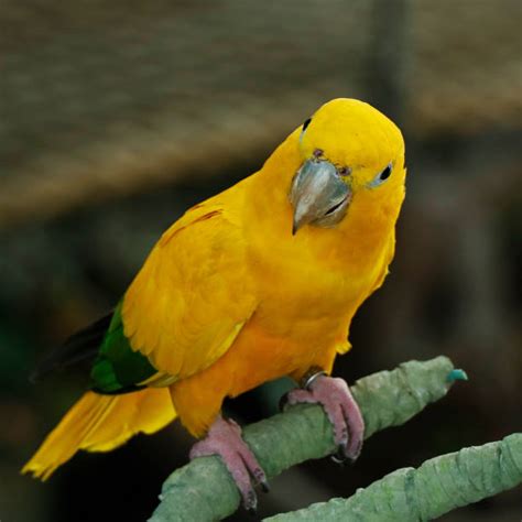 2,500+ Golden Parakeet Stock Photos, Pictures & Royalty-Free Images ...