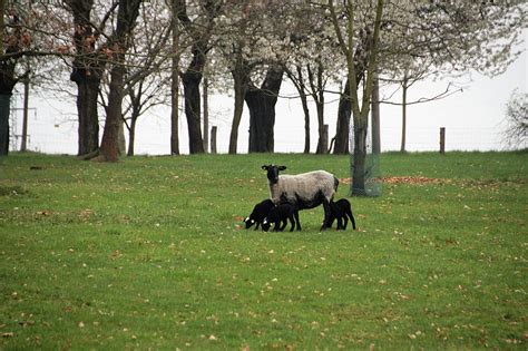 Free download | HD wallpaper: sheep, suffolk, animal, home, breeding ...