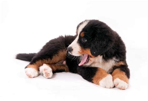 Bernese mountain dog: Hard-working, friendly dogs