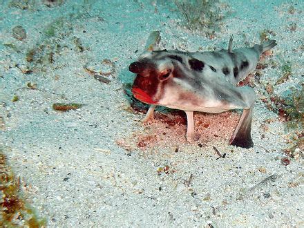 Red-lipped batfish - Wikipedia