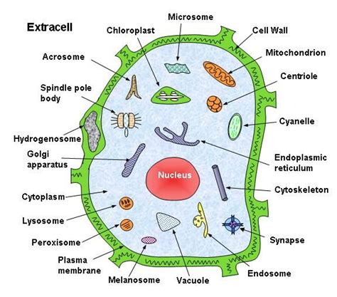 organelles and vesicles | Cell wall